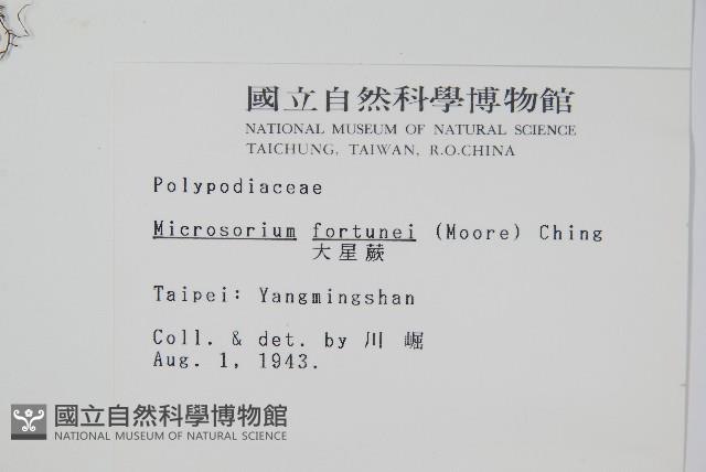 大星蕨藏品圖，第2張
