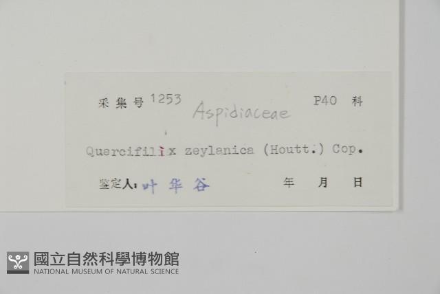 地耳蕨藏品圖，第2張