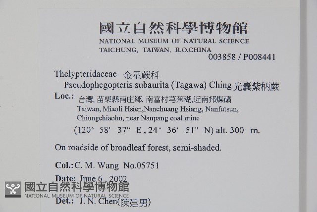光囊紫柄蕨藏品圖，第2張