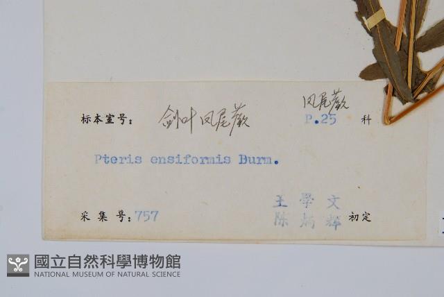 箭葉鳳尾蕨藏品圖，第2張