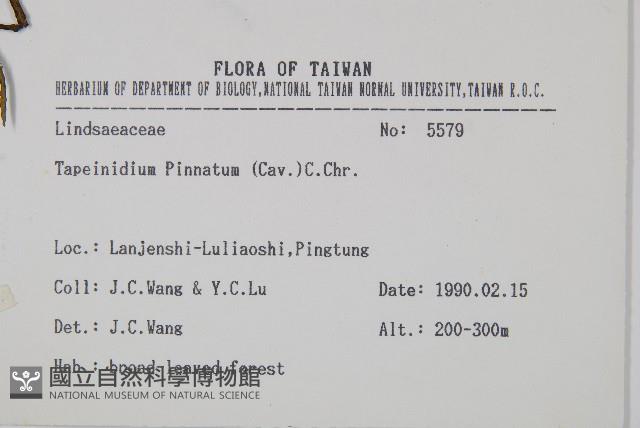 達邊蕨藏品圖，第2張