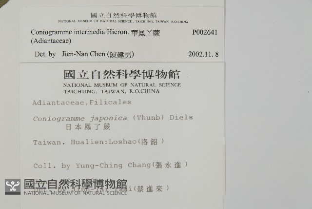 華鳳丫蕨藏品圖，第2張
