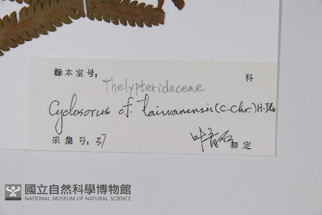 台灣毛蕨、台灣圓腺蕨藏品圖，第2張