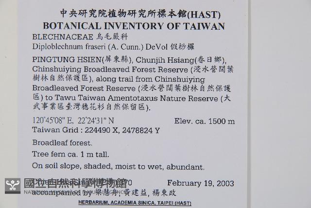 假桫欏藏品圖，第1張