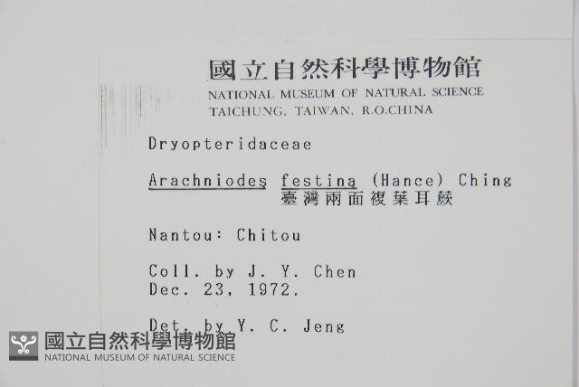 臺灣兩面複葉耳蕨藏品圖，第2張