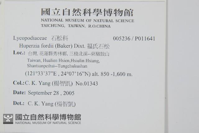 福氏石松藏品圖，第2張