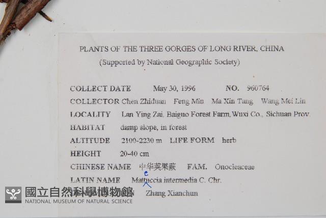 中華莢果蕨藏品圖，第2張