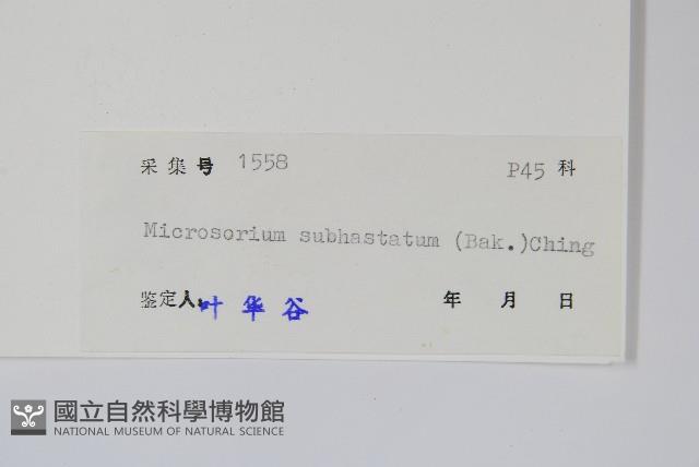 戟葉星蕨藏品圖，第2張