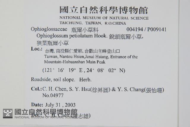 鈍頭瓶爾小草、狹葉瓶爾小草藏品圖，第2張