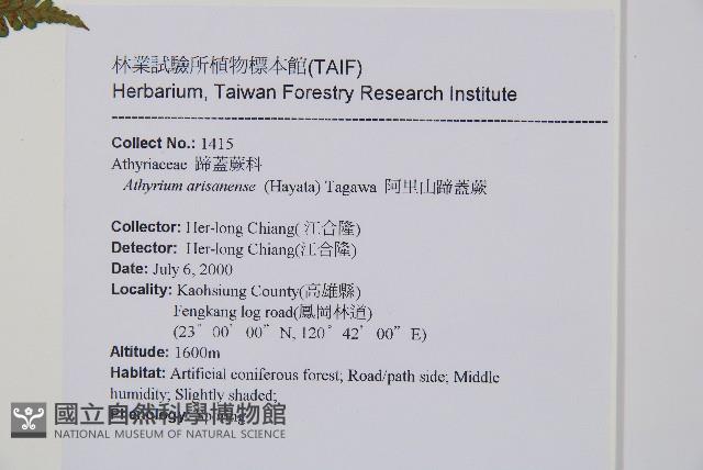 阿里山蹄蓋蕨藏品圖，第2張