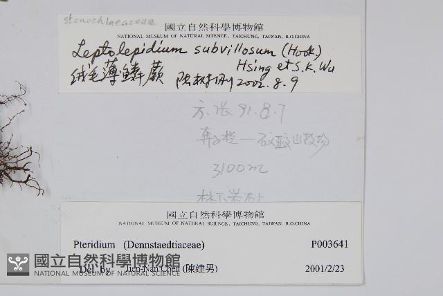 絨毛薄麟蕨藏品圖，第2張