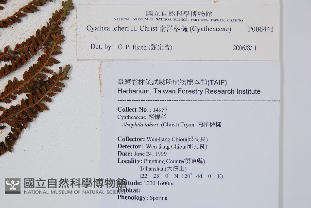 南洋桫欏藏品圖，第5張