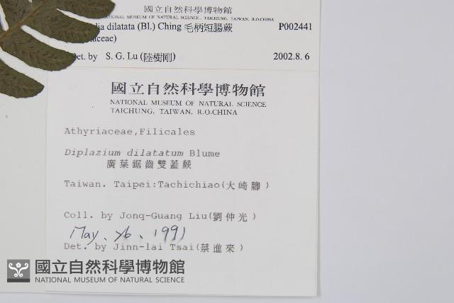 毛柄短腸蕨藏品圖，第2張