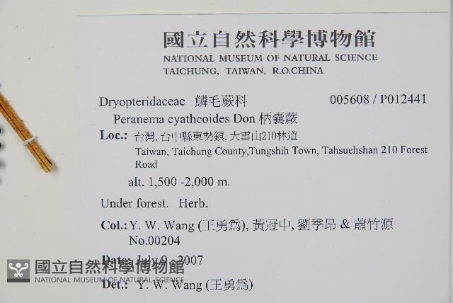 柄囊蕨藏品圖，第2張