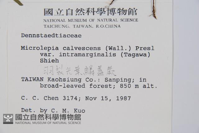 羽葉鱗蓋蕨藏品圖，第5張