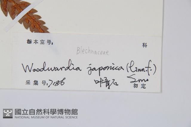 日本狗脊蕨藏品圖，第2張