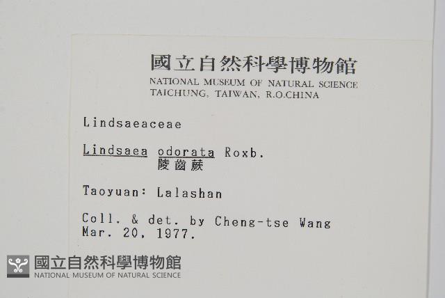 陵齒蕨、鱗始蕨藏品圖，第2張