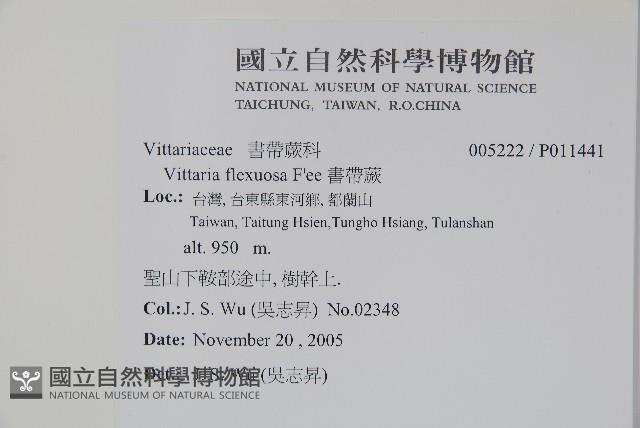 書帶蕨藏品圖，第2張