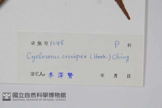 鱗柄毛蕨藏品圖，第2張