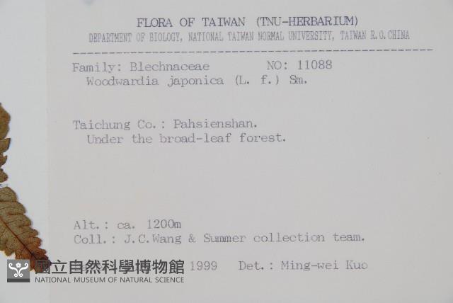 日本狗脊蕨藏品圖，第2張