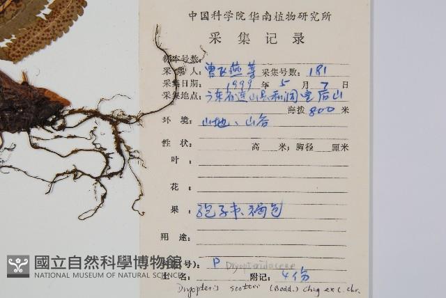 史氏鱗毛蕨藏品圖，第2張