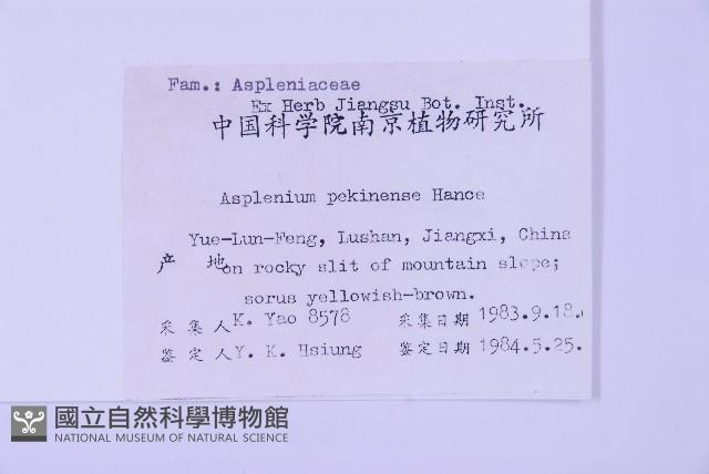 北京鐵角蕨藏品圖，第2張