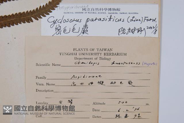 密毛毛蕨藏品圖，第2張