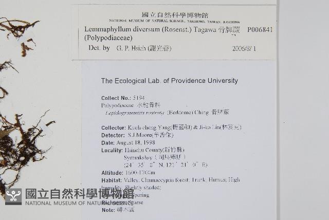 骨牌蕨藏品圖，第2張