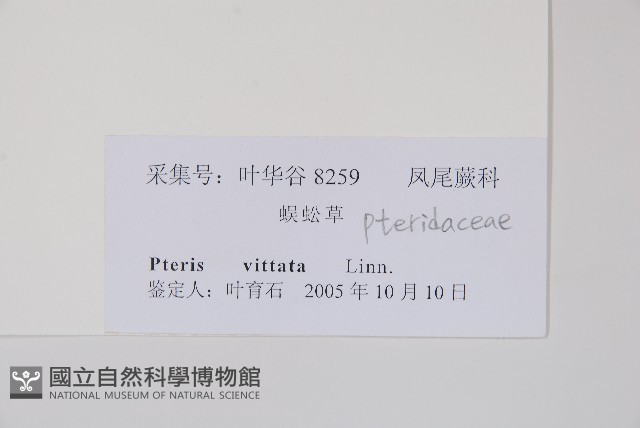 鱗蓋鳳尾蕨藏品圖，第2張