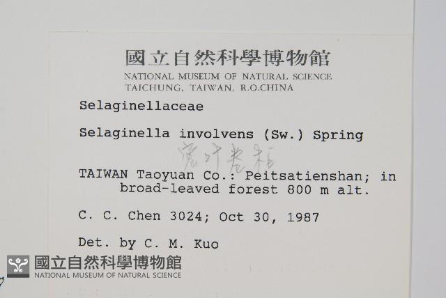 密葉卷柏藏品圖，第2張