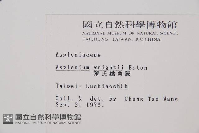 萊氏鐵角蕨藏品圖，第2張