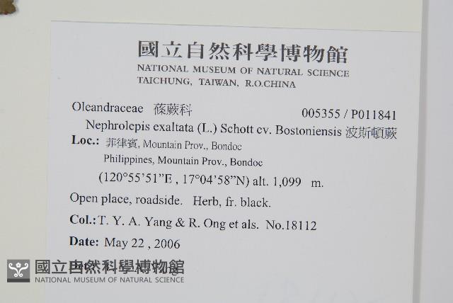 波斯頓蕨藏品圖，第2張