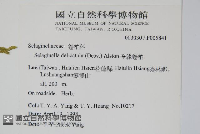 全緣卷柏藏品圖，第2張