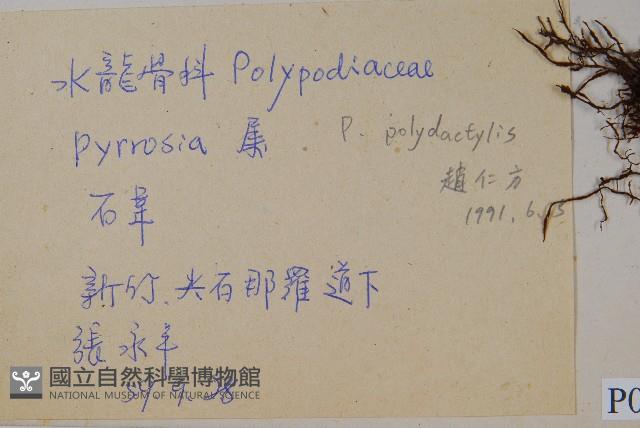 槭葉石葦藏品圖，第2張