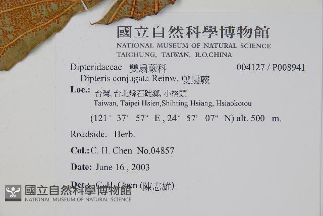 雙扇蕨藏品圖，第2張