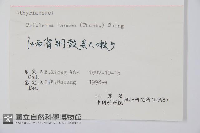 單葉雙蓋蕨藏品圖，第2張