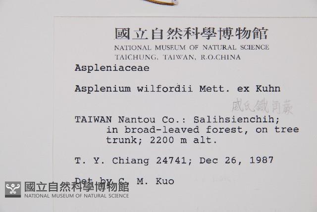 威氏鐵角蕨藏品圖，第2張