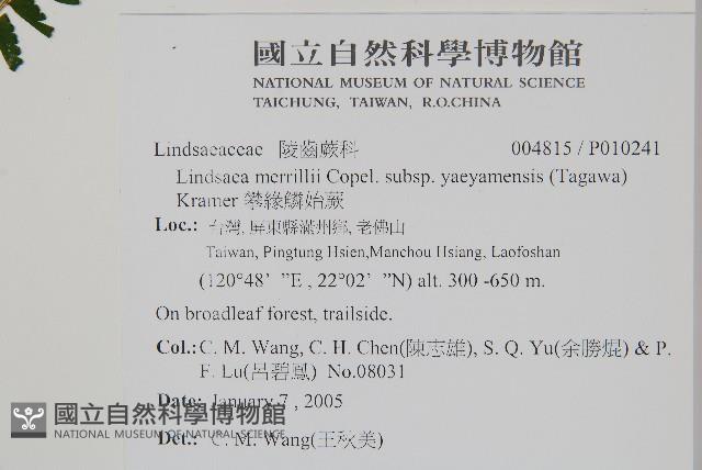 攀緣鱗始蕨藏品圖，第2張