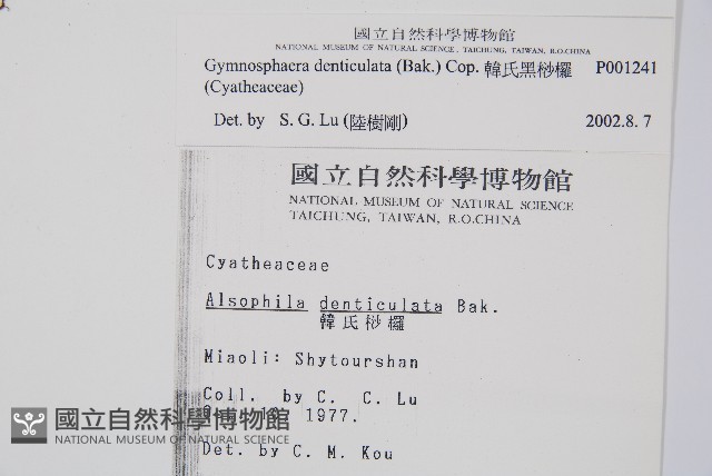 韓氏黑桫欏藏品圖，第2張