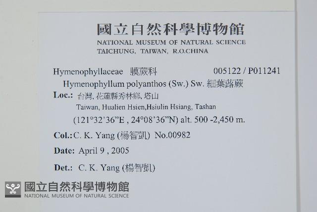 細葉蕗蕨藏品圖，第2張