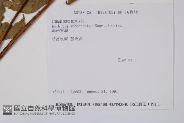 海南實蕨藏品圖，第2張