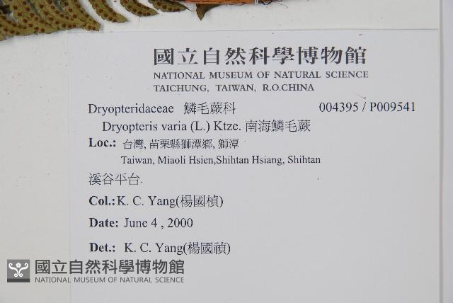 南海鱗毛蕨藏品圖，第2張