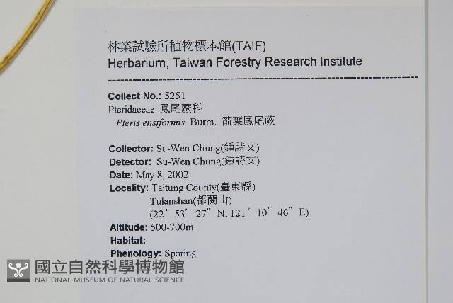 箭葉鳳尾蕨藏品圖，第2張