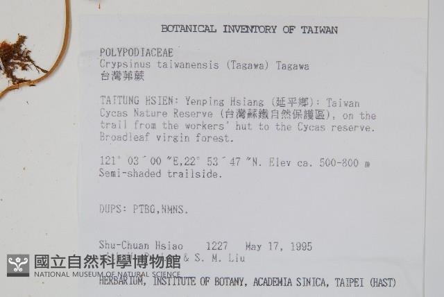 台灣茀蕨藏品圖，第2張