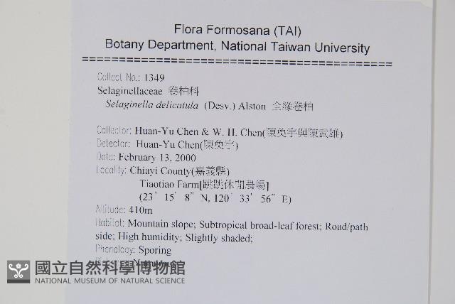 全緣卷柏藏品圖，第2張