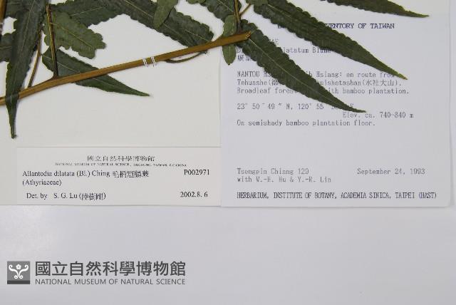 毛柄短腸蕨藏品圖，第2張