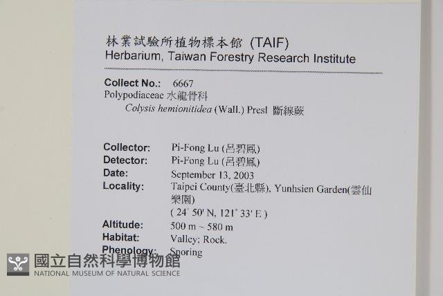 斷線蕨藏品圖，第2張