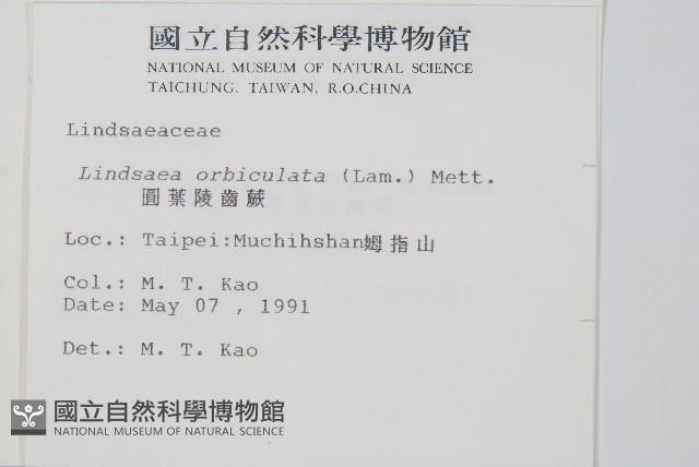 圓葉陵齒蕨藏品圖，第2張