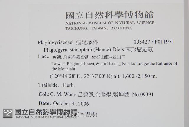 耳形瘤足蕨藏品圖，第2張