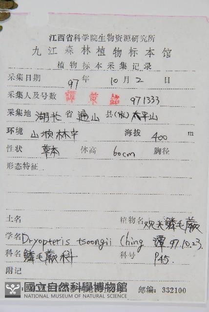 觀光鱗毛蕨藏品圖，第2張